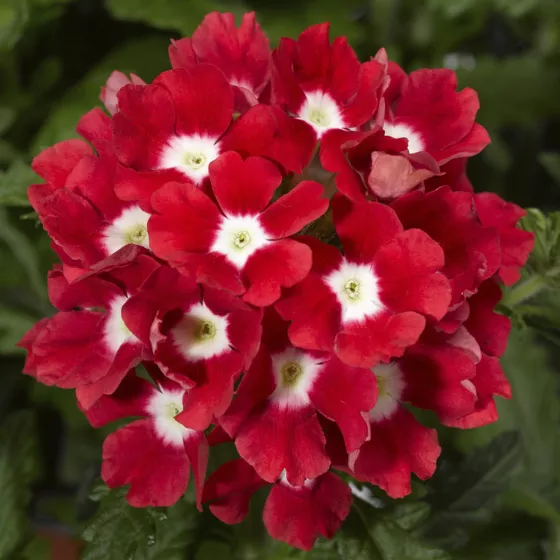 Tuscany Scarlet with Eye
