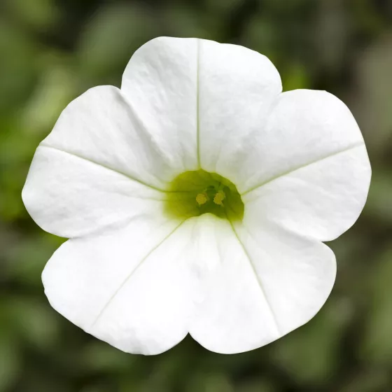Callie® White