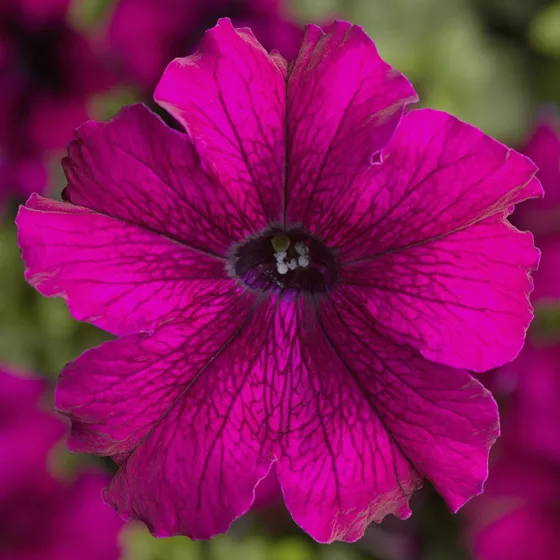 TriTunia Burgundy