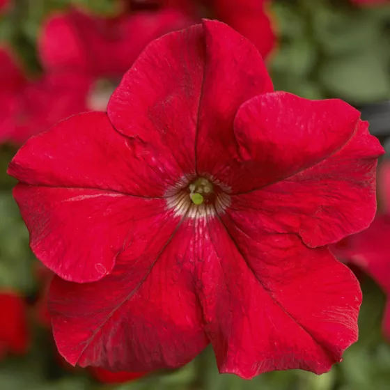 TriTunia Red