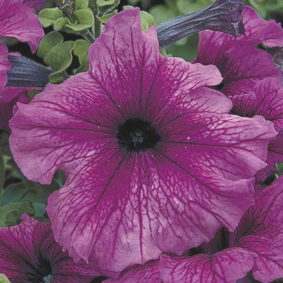 TriTunia Plum