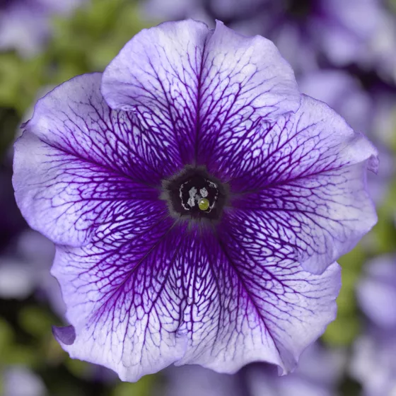 TriTunia Blue Veined