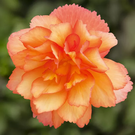 Illumination Golden Picotee