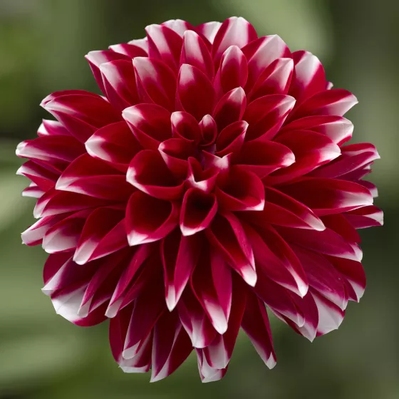 Grandalia Peppermint | Syngenta Flowers