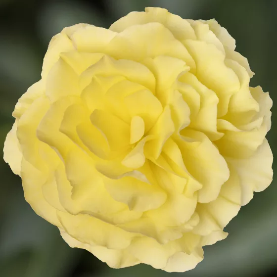Limitless® Lemon