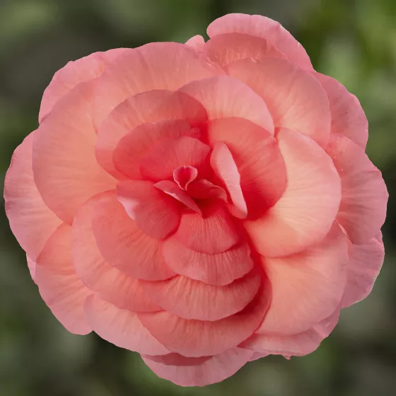 Limitless® Salmon Rose | Syngenta Flowers