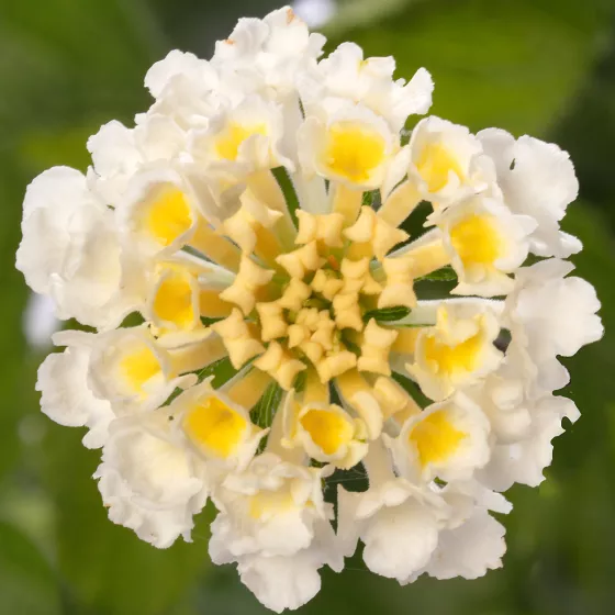 Bandolero White