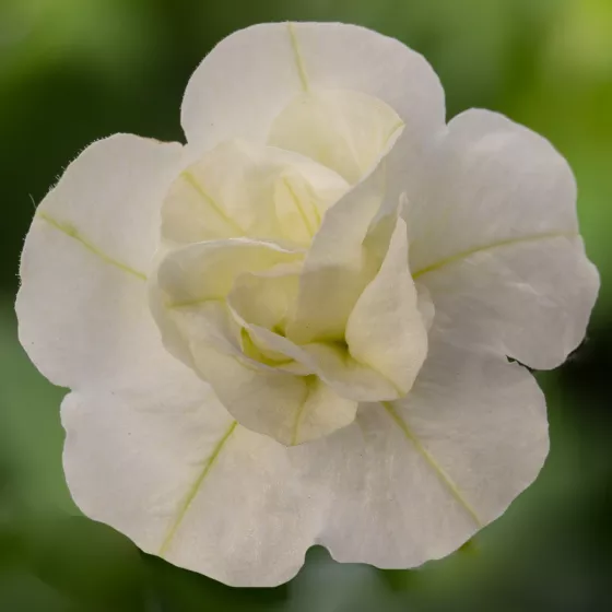 Callie® Double White