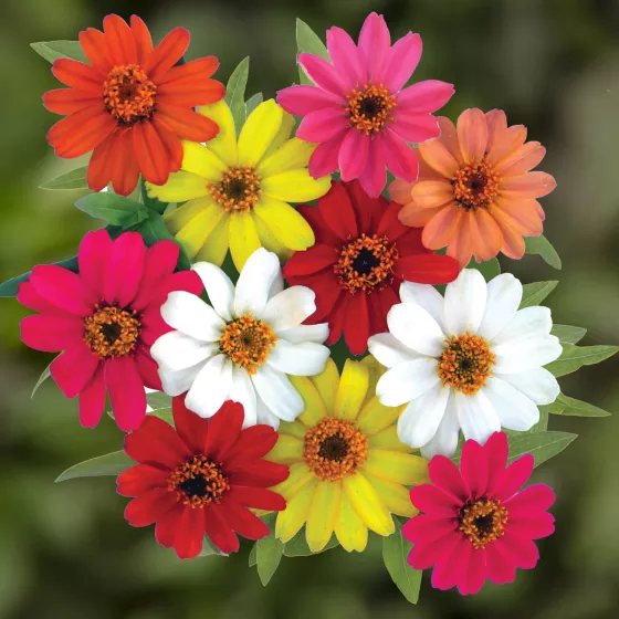 Profusion Mix