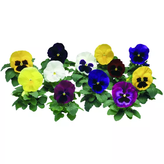 Colossus® All Colors Mix