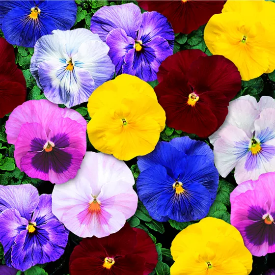 Delta® Monet Mix