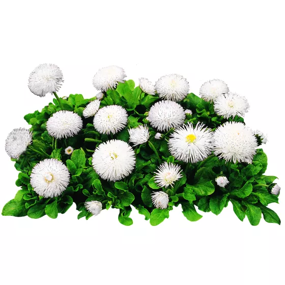 Habanera White
