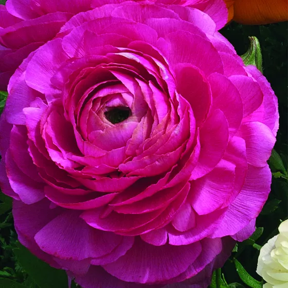 Magic Rose