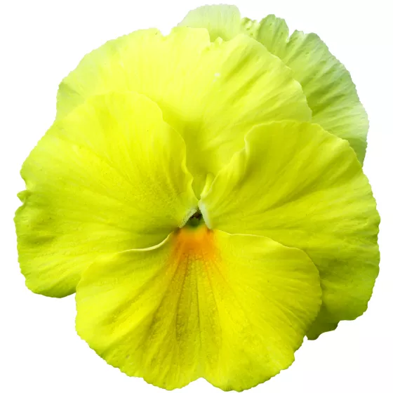 Colossus® Lemon Shades | Syngenta Flowers