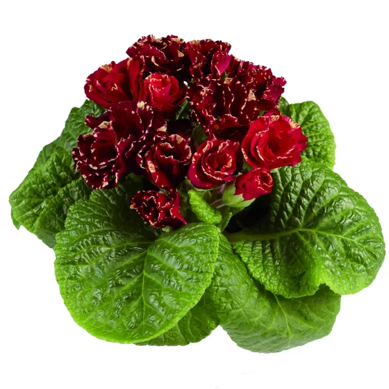 Marli Deep Red