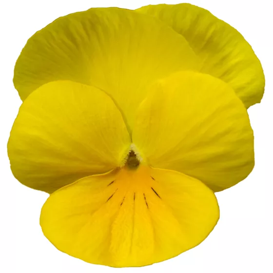 Deltini Yellow