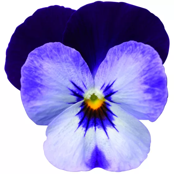 Rocky (Penny) Denim Jump Up | Syngenta Flowers
