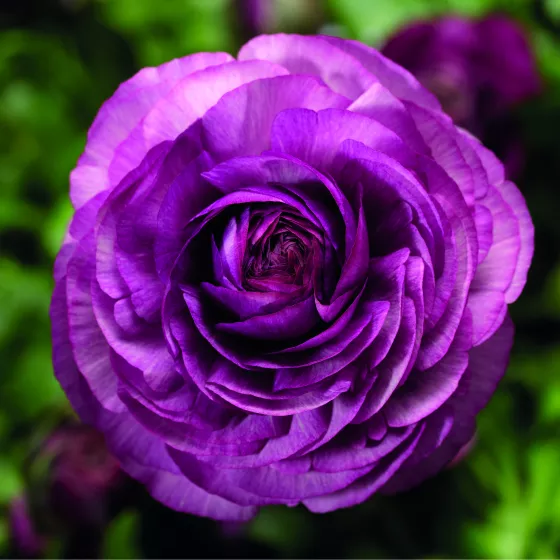 Magic Purple | Syngenta Flowers