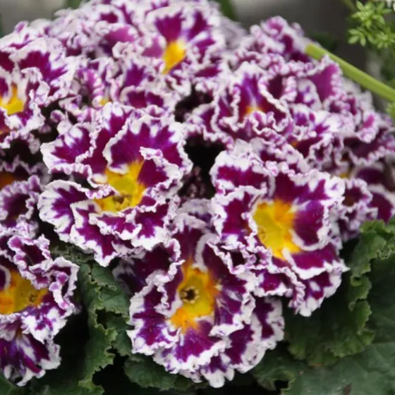 Sirococco Lilac