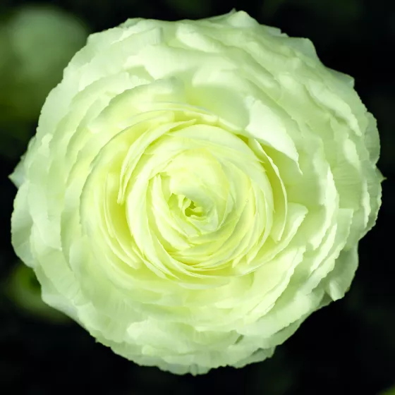 Magic White