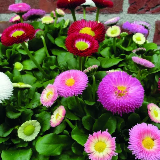 BellaDaisy Mix