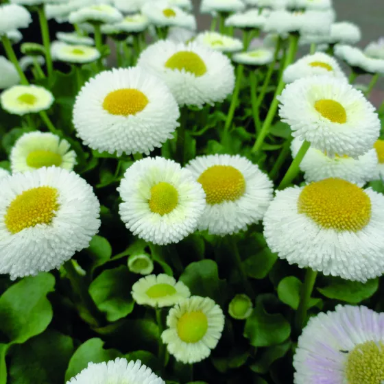 BellaDaisy White