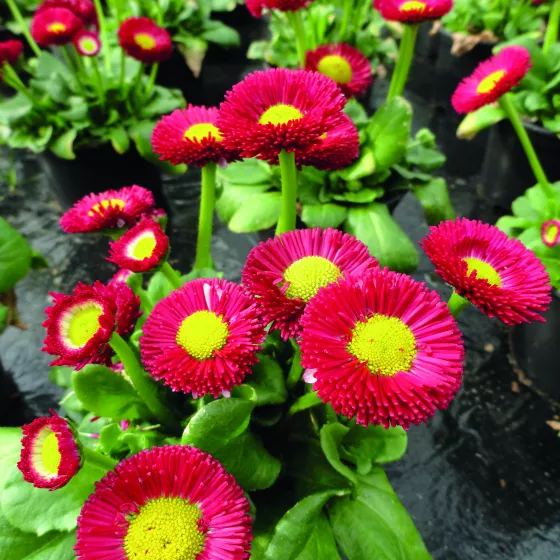 BellaDaisy Red