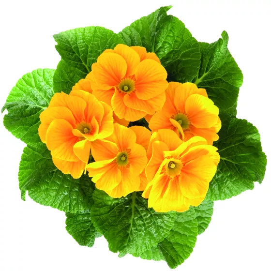Mitra Late Golden Yellow