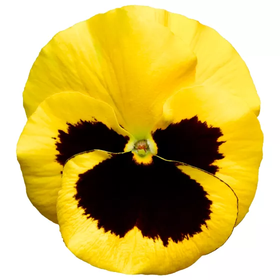 Delta® Pro Yellow with Blotch