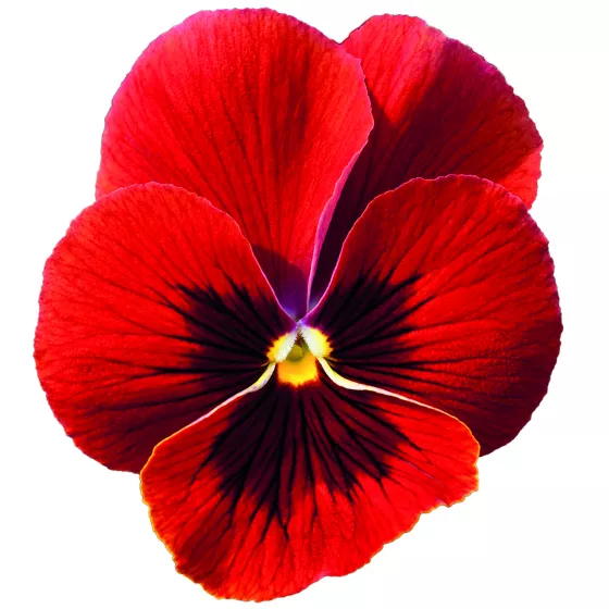 Freefall XL Scarlet Blotch