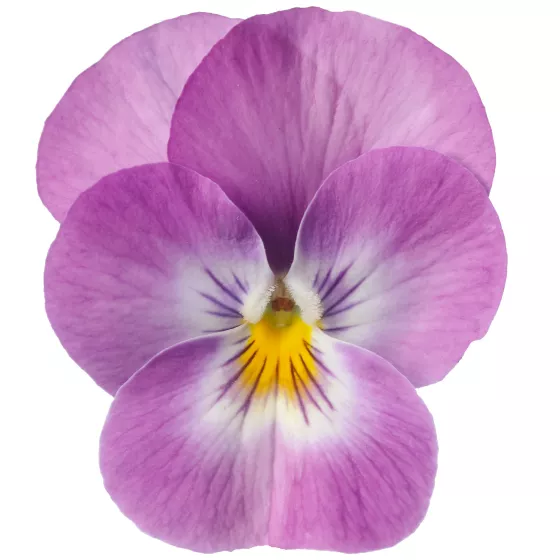 Deltini Lavender Pink Face