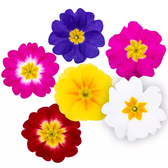 Dania Mix | Syngenta Flowers