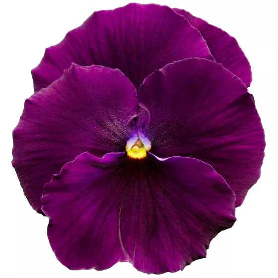 Delta® Pro Clear Violet