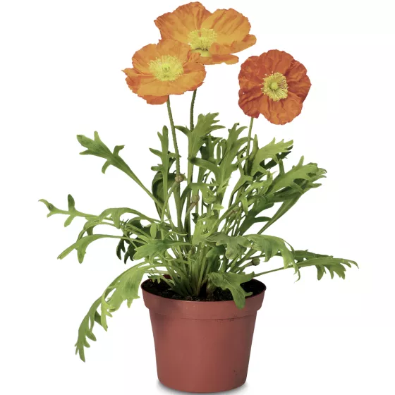 Pulchinella Orange