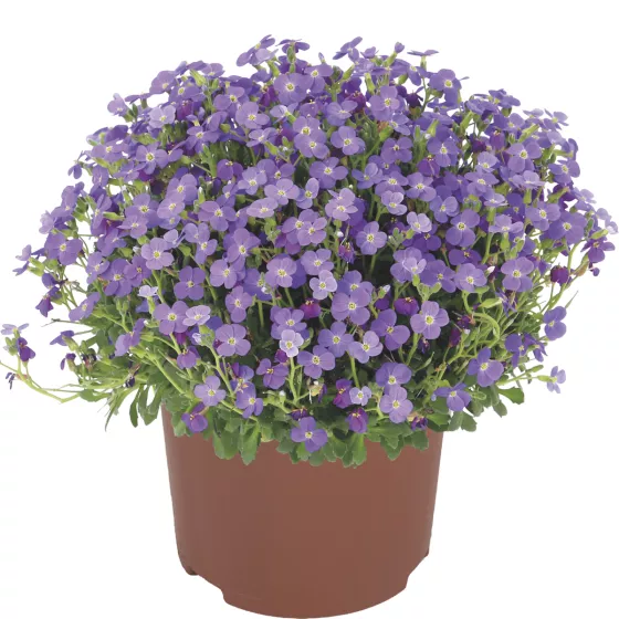 Audrey Blue Shades