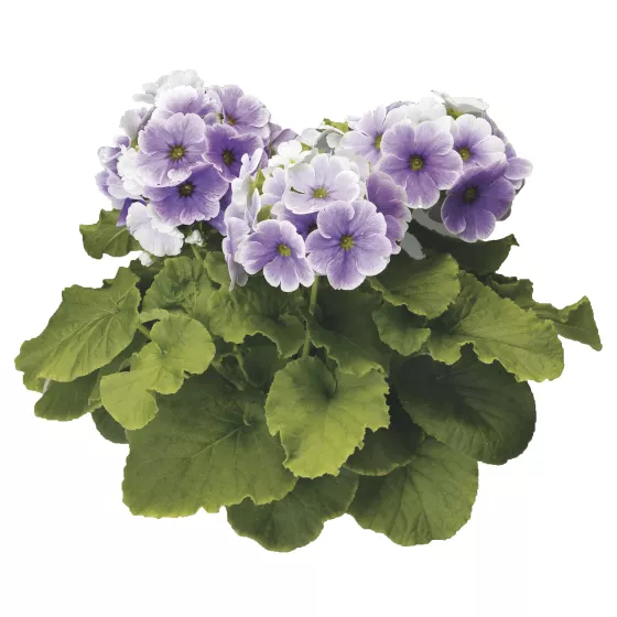 Embrace Blue Picotee