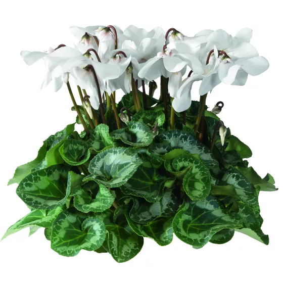 Fleur En Vogue White