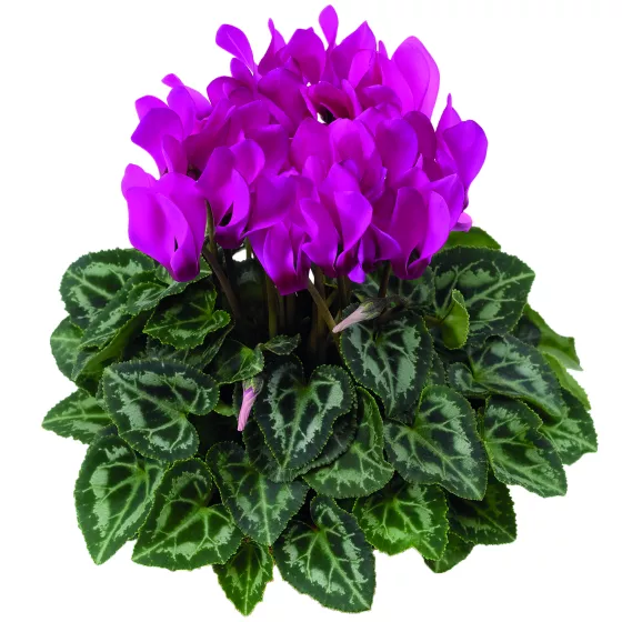 SeeWhy® Fuchsia