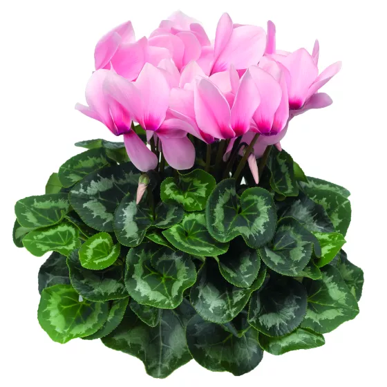 Sierra Light Pink with Eye