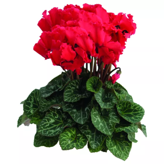 Maxora Friller Red