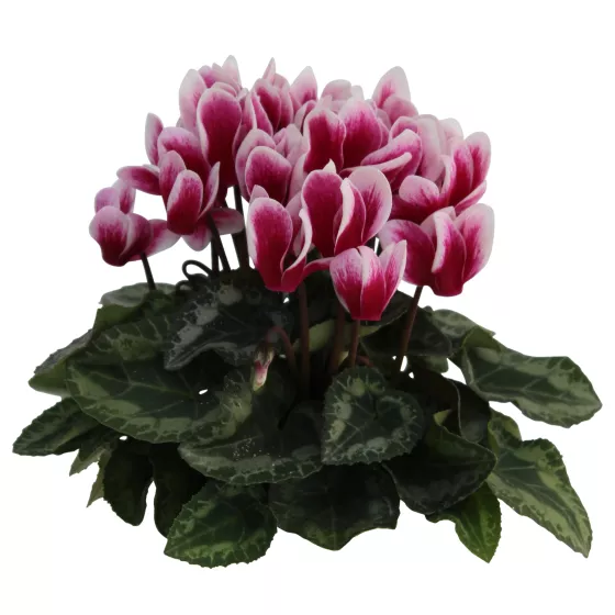 Winfall Shine Wine Red