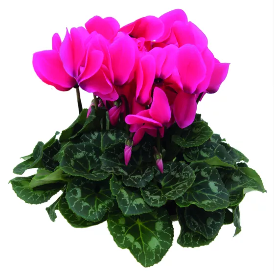 Sierra Neon Rose