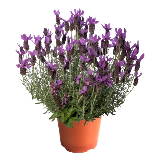 Javelin Forte Purple