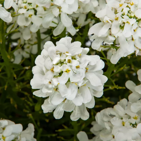 Whistler White