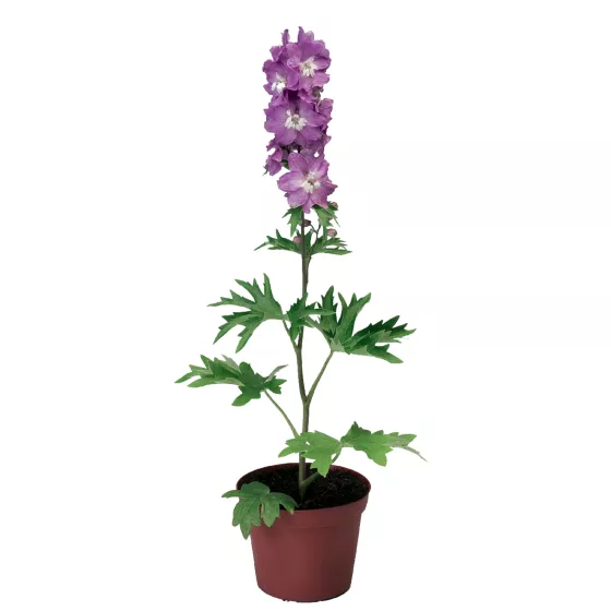 Excalibur Lilac Rose White Bee