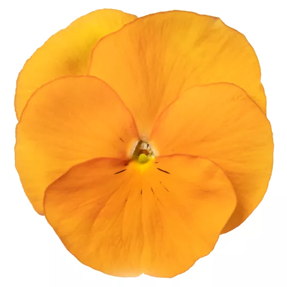 Delta® Pro Clear Orange | Syngenta Flowers
