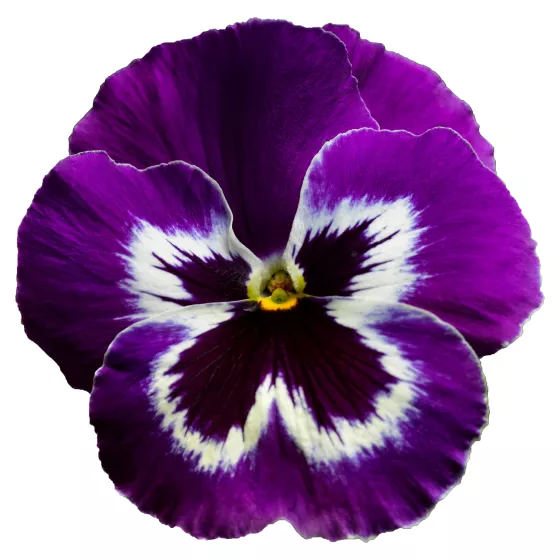Delta® Pro Violet & White
