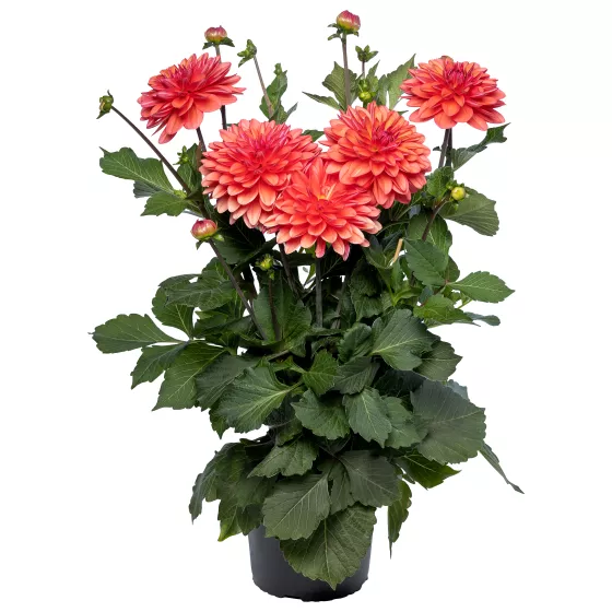 Collection Coral Pink