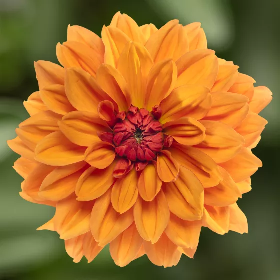 Sincerity Bronze Orange