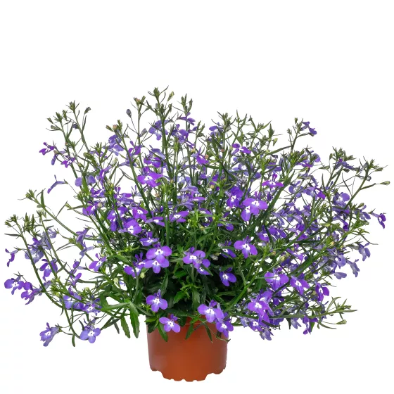 Techno® Electric Deep Blue